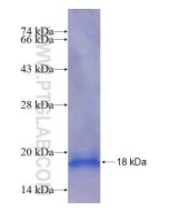 Recombinant human CHCHD7 protein Ag14054 proteintech