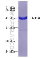 Recombinant human FGD3 protein Ag14155 proteintech