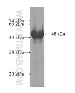 Recombinant human ZNF205 protein Ag14320 proteintech