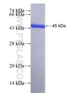 Recombinant human BTG4 protein Ag14339 proteintech