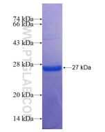 Recombinant human TWSG1 protein Ag14566 proteintech