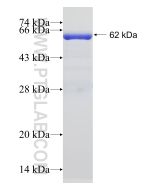 Recombinant human SH3BP1 protein Ag14575 proteintech