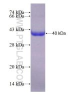 Recombinant human BACE1 protein Ag14599 proteintech