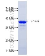 Recombinant human PECI protein Ag14611 proteintech