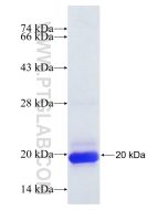 Recombinant human SLC38A4 protein Ag14827 proteintech