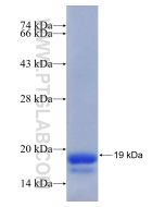Recombinant human TAF10 protein Ag14842 proteintech