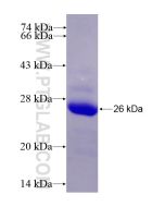 Recombinant human TFPI protein Ag14980 proteintech