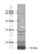 Recombinant human C16orf14 protein Ag15057 proteintech