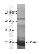Recombinant human FAM119A protein Ag15481 proteintech