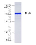 Recombinant human KLHL4 protein Ag15529 proteintech