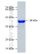 Recombinant human POLR3K protein Ag1564 proteintech