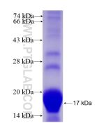 Recombinant human KIF5A protein Ag15682 proteintech