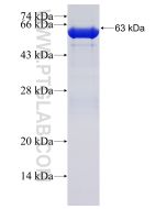 Recombinant human GNAI2 protein Ag1597 proteintech