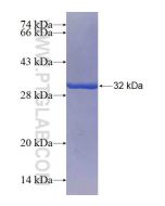 Recombinant human NRXN3 protein Ag16293 proteintech