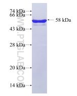 Recombinant human HNRNPA1 protein Ag1656 proteintech