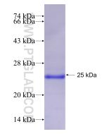 Recombinant human SPINT2 protein Ag17039 proteintech