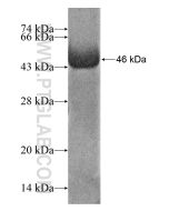 Recombinant human ASTN1 protein Ag17204 proteintech