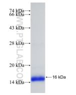 Recombinant human PDE6B protein Ag17469 proteintech