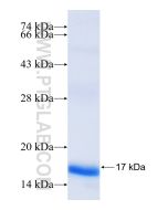 Recombinant human CCL7 protein Ag17681 proteintech