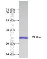 Recombinant human PPIB protein Ag17957 proteintech