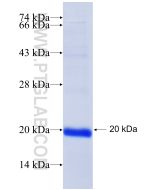 Recombinant human COX5A protein Ag17964 proteintech