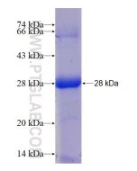 Recombinant human RNH1 protein Ag18093 proteintech