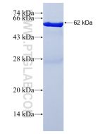 Recombinant human FAM129B protein Ag18314 proteintech