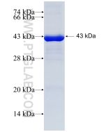 Recombinant human FIBCD1 protein Ag18355 proteintech