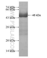 Recombinant human NAT12 protein Ag18425 proteintech