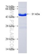 Recombinant human A2BP1 protein Ag18527 proteintech