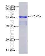 Recombinant human SYNC protein Ag18565 proteintech
