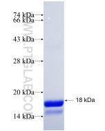 Recombinant human FABP5 protein Ag18774 proteintech