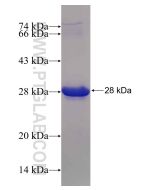 Recombinant human CHD5 protein Ag18837 proteintech