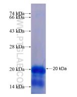 Recombinant human ONECUT1 protein Ag19192 proteintech