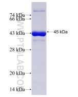 Recombinant human FRS2 protein Ag19299 proteintech