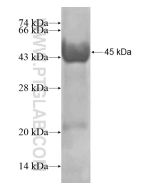 Recombinant human PGLYRP2 protein Ag19338 proteintech