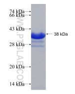 Recombinant human AHCYL2 protein Ag19552 proteintech