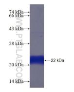 Recombinant human HOXA2 protein Ag19577 proteintech