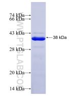 Recombinant human PLEKHO1 protein Ag19601 proteintech