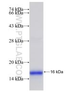Recombinant human CD63 protein Ag19690 proteintech