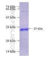 Recombinant human MYD88 protein Ag19782 proteintech