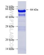 Recombinant human NLRP1 protein Ag20150 proteintech