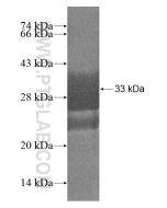 Recombinant human LILRA5/CD85f protein Ag20315 proteintech