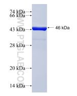 Recombinant human C1RL protein Ag20324 proteintech