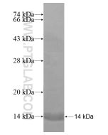 Recombinant human SLC16A13 protein Ag20381 proteintech