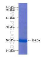 Recombinant human PADI6 protein Ag20386 proteintech