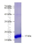 Recombinant human CSTB protein Ag21291 proteintech