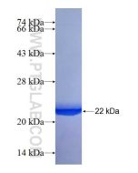 Recombinant human SPRED2 protein Ag21359 proteintech