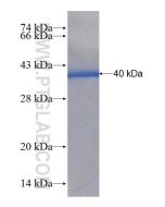 Recombinant human GRIA1 protein Ag21502 proteintech