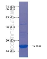 Recombinant human GPR19 protein Ag21619 proteintech